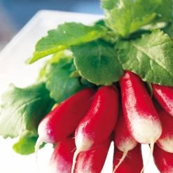 Suttons Seeds Suttons Seed Radish French Breakfast 3