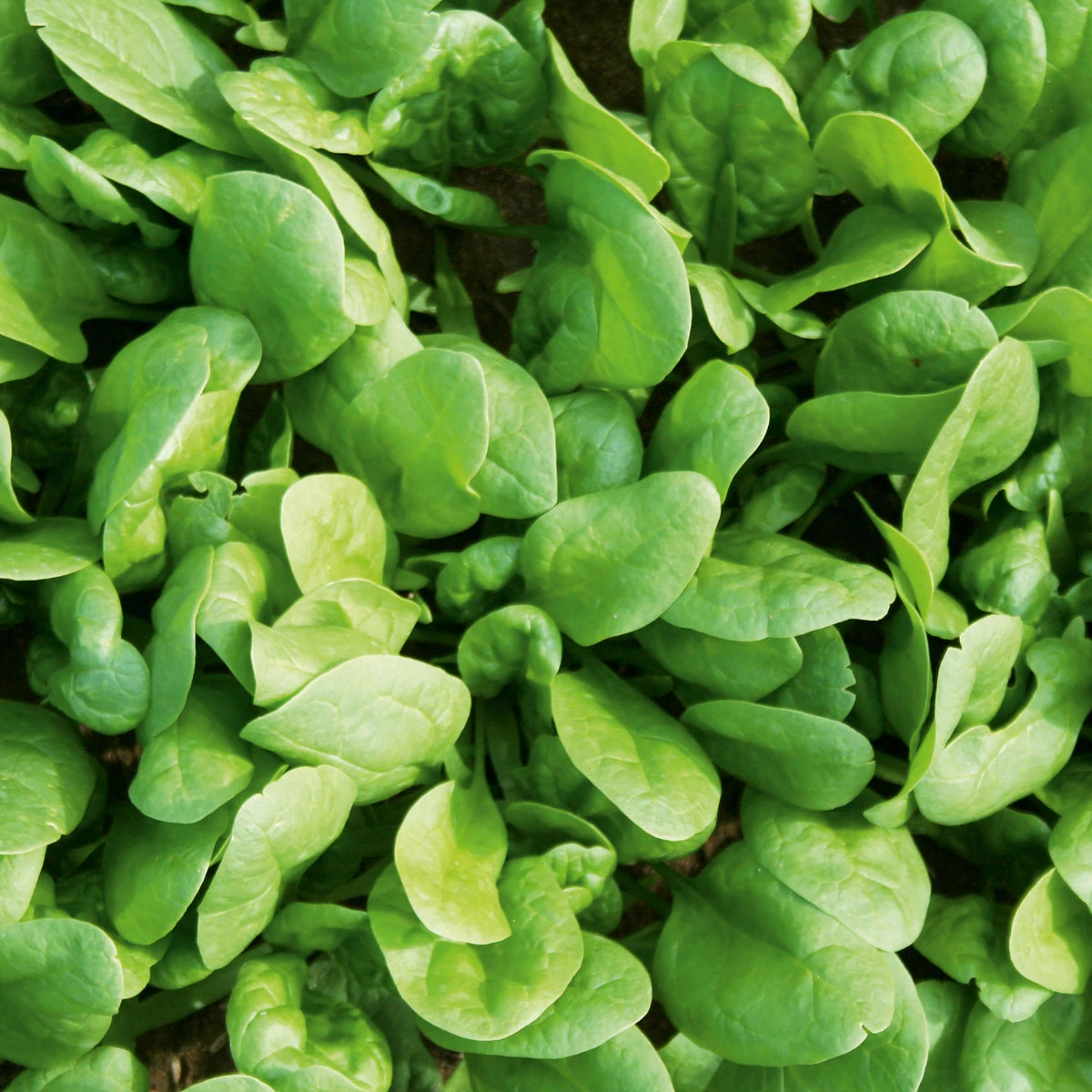 Suttons Seeds Spinach - Amazon 1 Suttons Seeds Spinach - Amazon