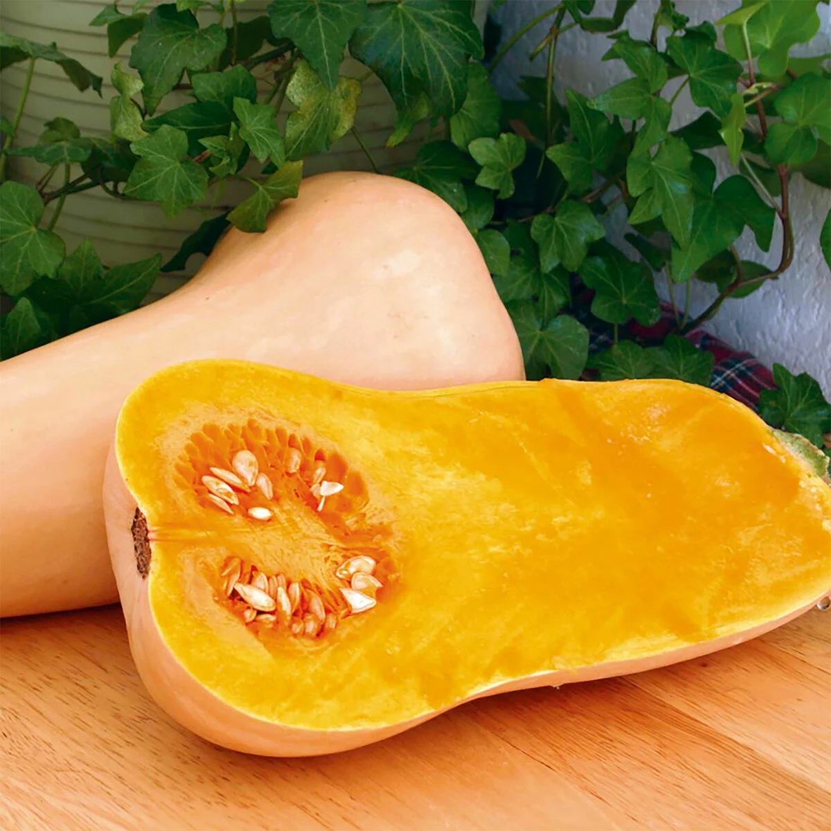 Suttons Seeds Squash Seeds - F1 Hunter 2 Suttons Seeds Squash Seeds - F1 Hunter - Billede 2