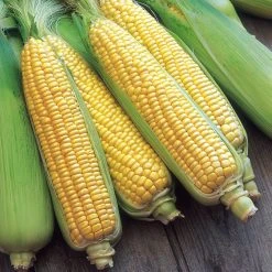 Suttons Seeds Sweet Corn - F1 Swift