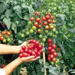 Suttons Seeds Tomato - F1 Sweet Million