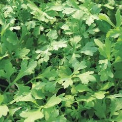 Suttons Seeds Suttons Seeds Suttons Seeds Speedy Veg - Leaf Salad Cress Greek