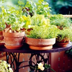 Suttons Seeds Suttons Seeds Suttons Seeds Herb Seed Collection