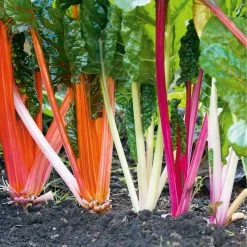 Suttons Seeds Seed Tape Chard Rainbow Mix