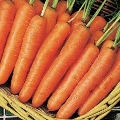 Suttons Seeds Suttons Seed Tape - Carrot Early Nantes 5