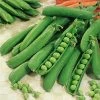Suttons Seeds Pea - Early Onward