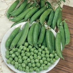 Suttons Seeds Pea - Kelvedon Wonder