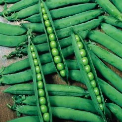 Suttons Seeds Suttons Seed Pea Hurst Greenshaft 5 Suttons Seeds Suttons Seed Pea Hurst Greenshaft -Kent & Stowe butik 9092395 frontface 1200Wx1200H