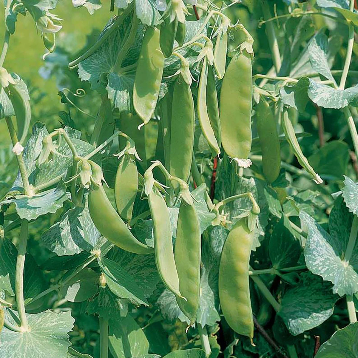 Suttons Seeds Suttons Seed Pea Oregon Sugar Pod (Mange) 3 Suttons Seeds Suttons Seed Pea Oregon Sugar Pod (Mange) - Billede 3