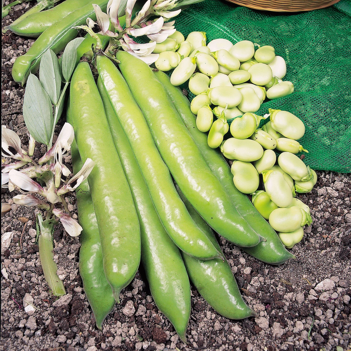 Suttons Seeds Broad Bean - Giant Exhibition Longpod 1 Suttons Seeds Broad Bean - Giant Exhibition Longpod