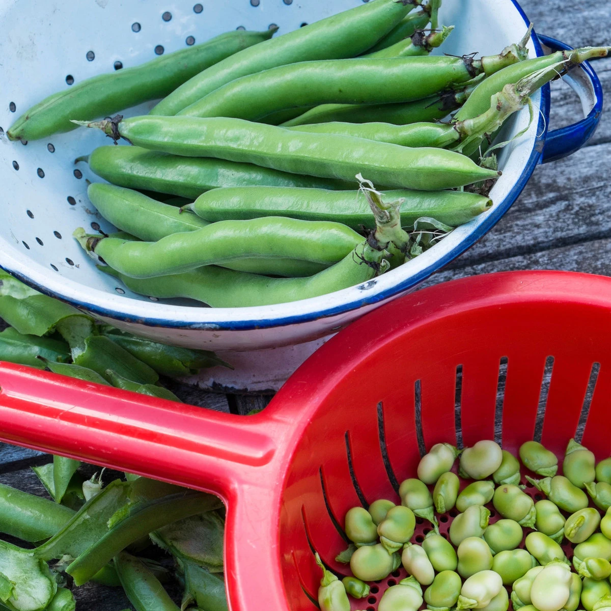 Suttons Seeds Broad Bean - The Sutton 1 Suttons Seeds Broad Bean - The Sutton