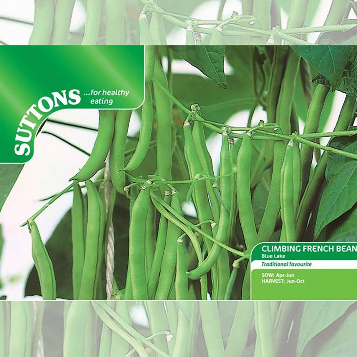 Suttons Seeds Suttons Seed Climbing French Bean - Blue Lake 1 Suttons Seeds Suttons Seed Climbing French Bean - Blue Lake