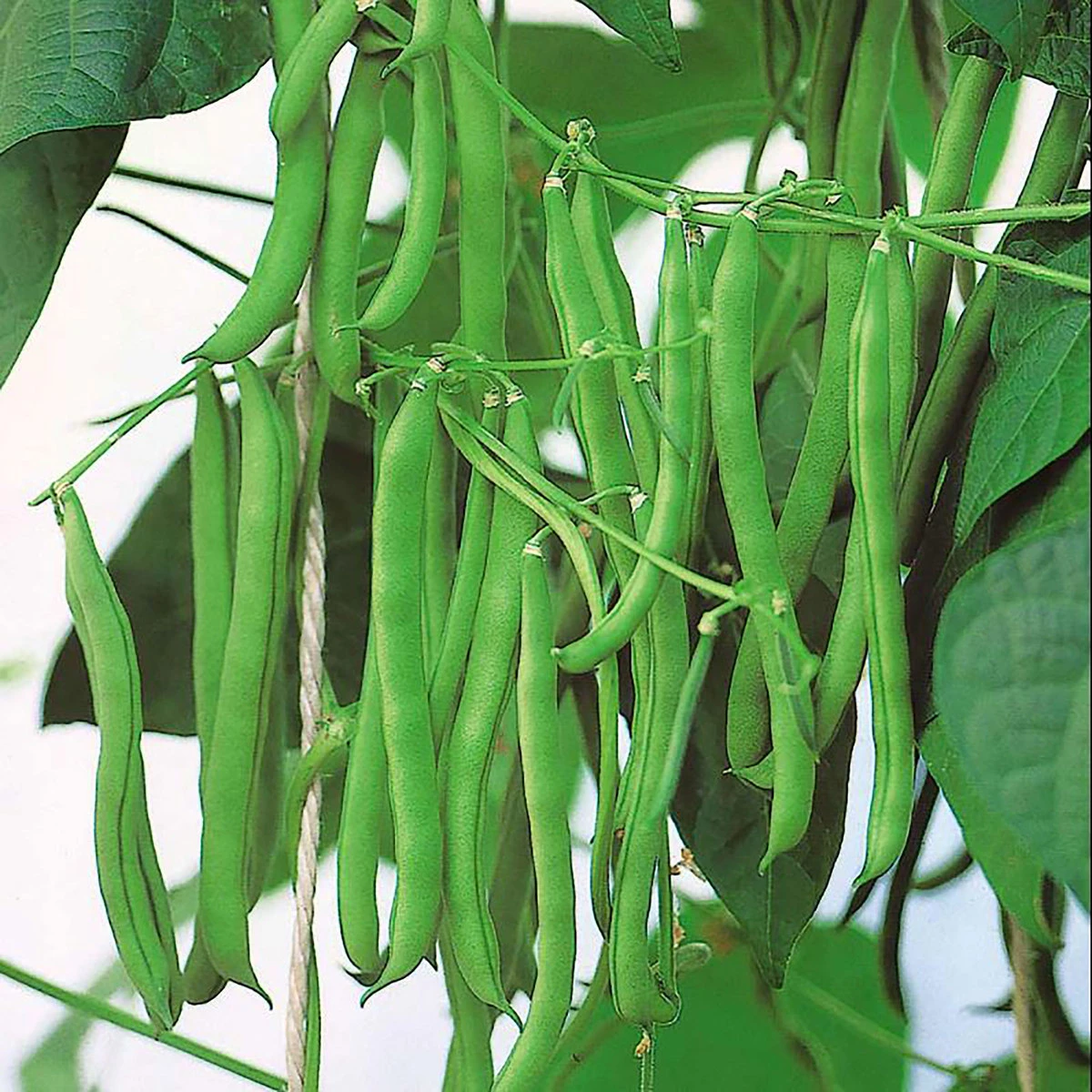 Suttons Seeds Suttons Seed Climbing French Bean - Blue Lake 2 Suttons Seeds Suttons Seed Climbing French Bean - Blue Lake - Billede 2