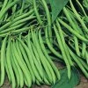 Suttons Seeds Dwarf French Bean Bean - Safari