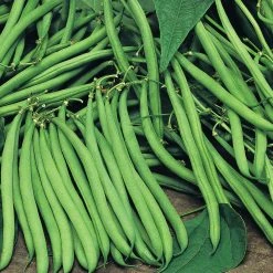 Suttons Seeds Dwarf French Bean Bean - Safari