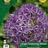 West Cork Bulbs Allium Christophii 20 Bulbs Pack