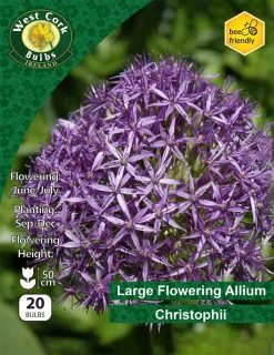 West Cork Bulbs Allium Christophii 20 Bulbs Pack