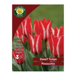 West Cork Bulbs Tulip Pinocchio Flowers 35 Bulbs