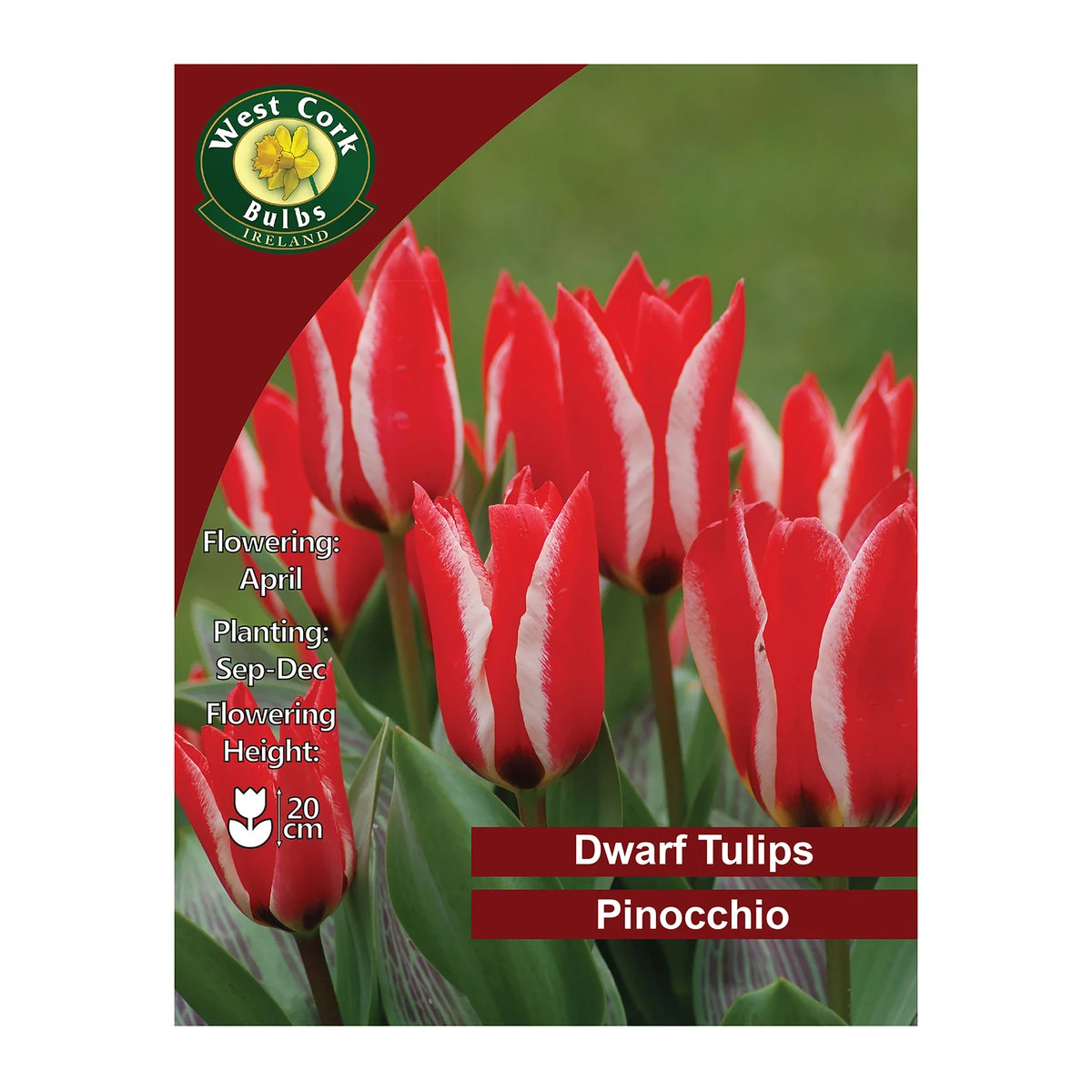 West Cork Bulbs Tulip Pinocchio Flowers 35 Bulbs 1 West Cork Bulbs Tulip Pinocchio Flowers 35 Bulbs