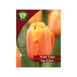 West Cork Bulbs Tulip Daydream Flowers 35 Bulbs