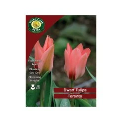 West Cork Bulbs Tulip Toronto Flowers 35 Bulbs