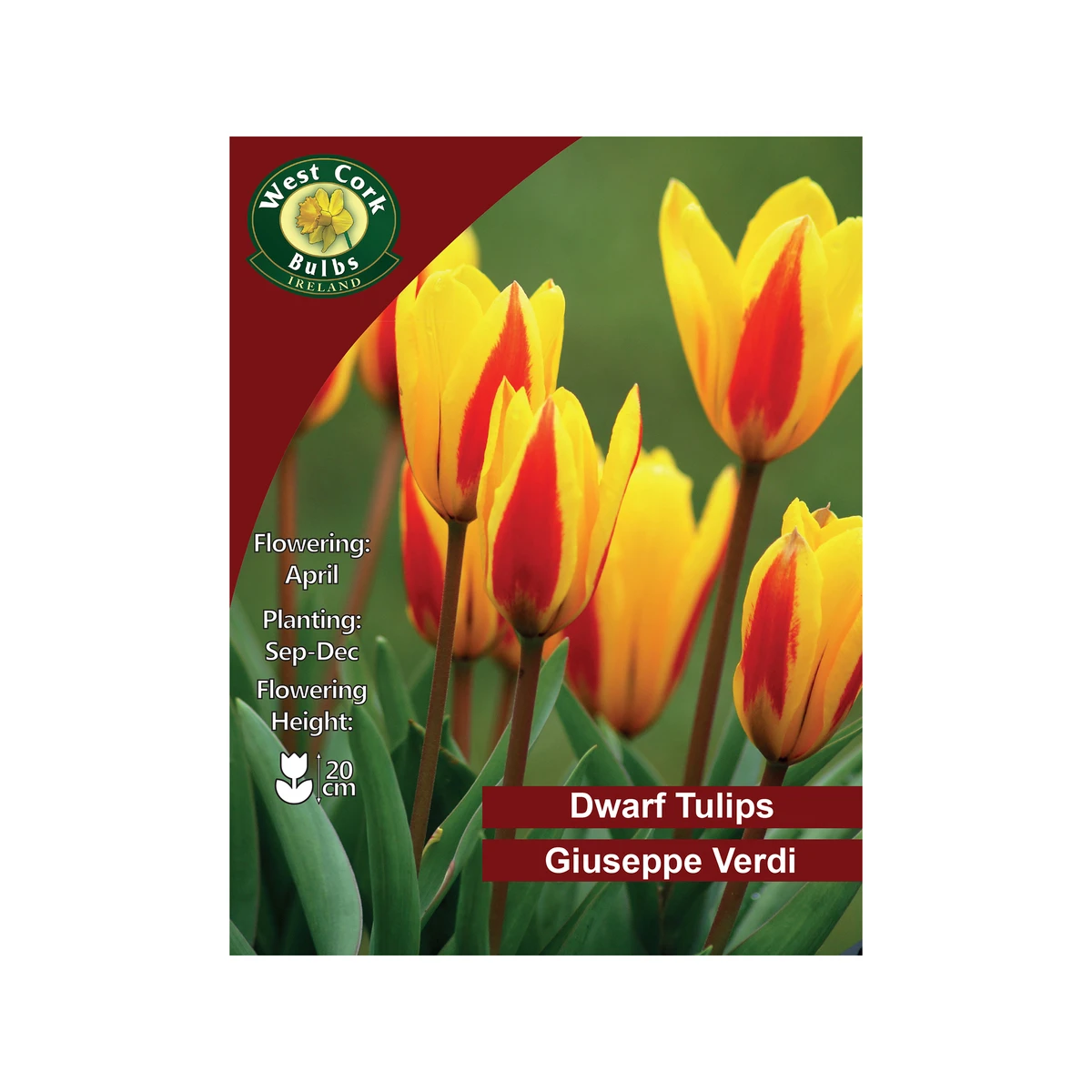 West Cork Bulbs Giuseppe Verdi Tulips 35 Bulbs 1 West Cork Bulbs Giuseppe Verdi Tulips 35 Bulbs