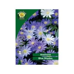 West Cork Bulbs Amenone Blue Shade Flowers 100 Bulbs