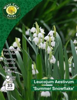 Leucojum Aestivum 35 Bulbs