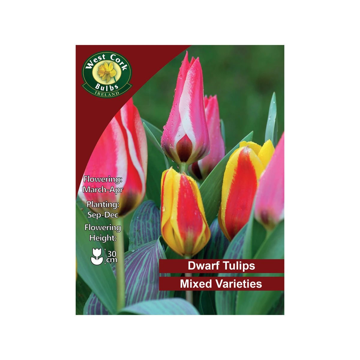 West Cork Bulbs Mixed Dwarf Tulips 10 Bulbs 1 West Cork Bulbs Mixed Dwarf Tulips 10 Bulbs