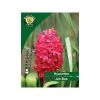 West Cork Bulbs Jan Bos Hyacinths 3 Bulbs