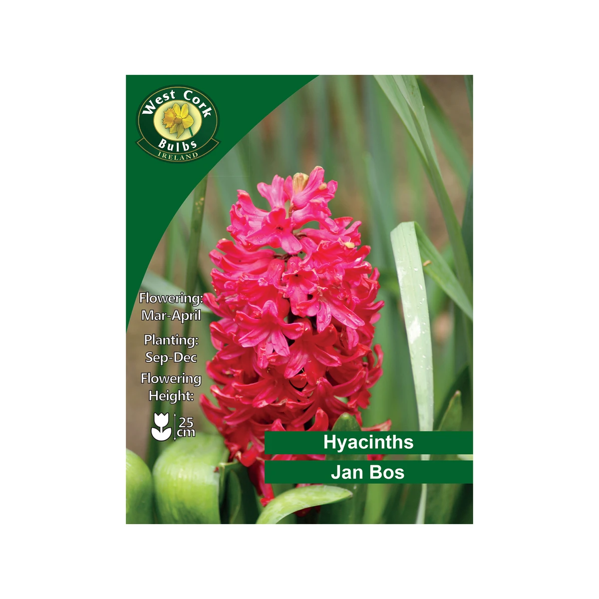 West Cork Bulbs Jan Bos Hyacinths 3 Bulbs 1 West Cork Bulbs Jan Bos Hyacinths 3 Bulbs
