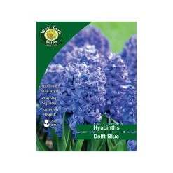 West Cork Bulbs Deft Blue Hyacinths 3 Bulbs