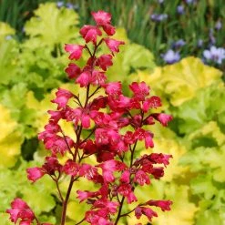 Heuchera Coral Bells City Of Paris