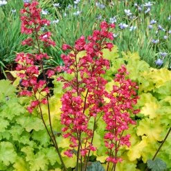 Heuchera Coral Bells City Of Paris -Kent &amp Stowe butik 9095363 leftoffront 1200Wx1200H