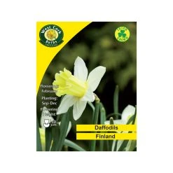 West Cork Bulbs Finland Daffodils 4kg