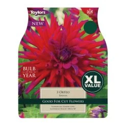 Taylors Orfeo Dahlia Bulbs (3 Pack)
