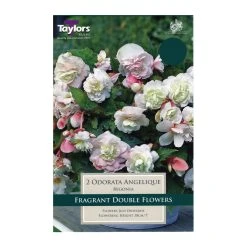 Taylors Begonia Odorata Angelique Bulbs