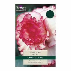 Taylors Begonia Starburst