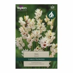 Taylors Ixia Giant