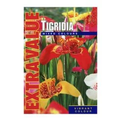 Tigridia (Tiger Flower)