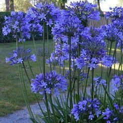 Bulbs Agapanthus Dr. Brouwer