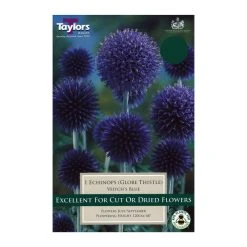 Taylors Echinops Veitch's Blue Bulb