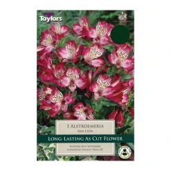Taylors Alstroemeria Red Lion Bulb