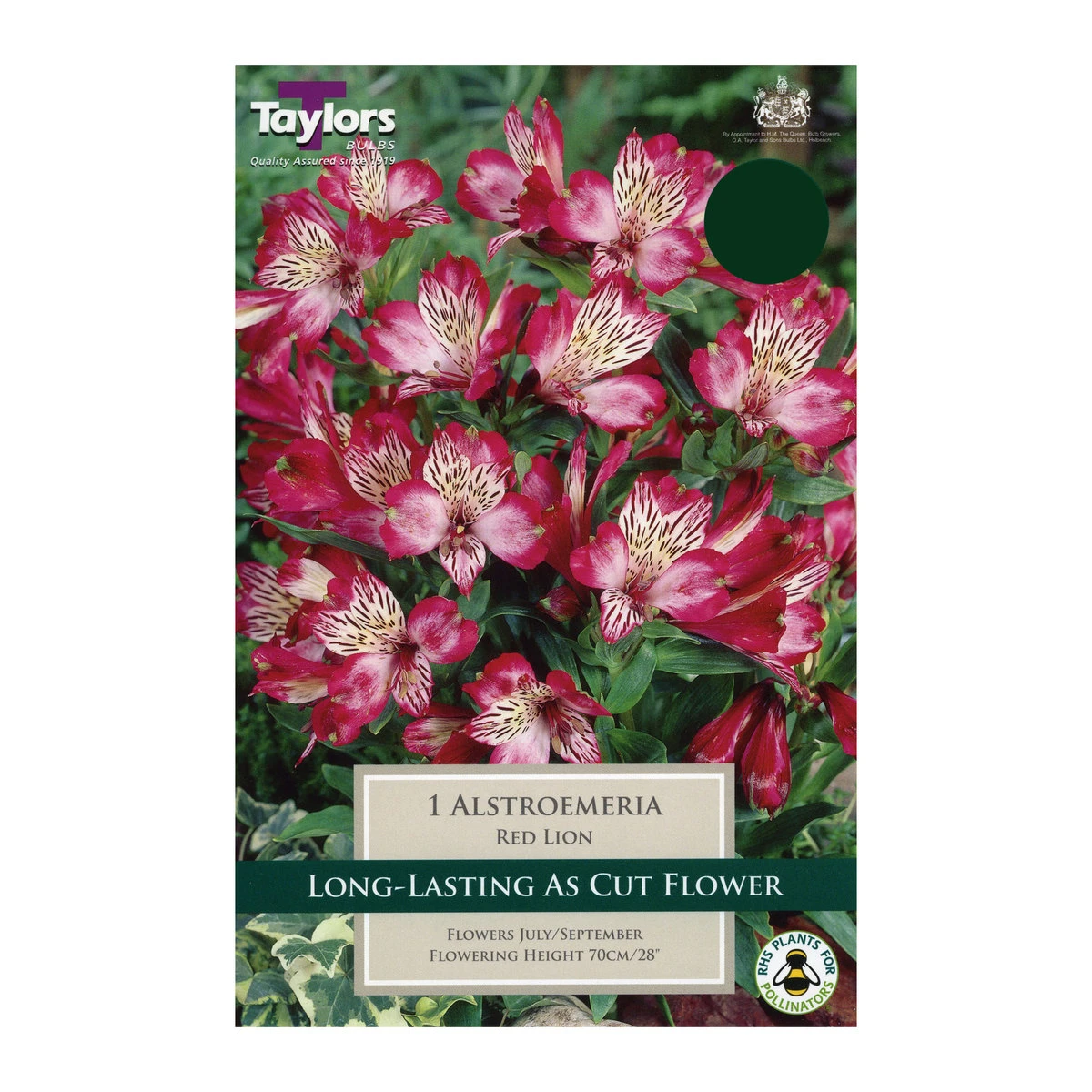 Taylors Alstroemeria Red Lion Bulb 1 Taylors Alstroemeria Red Lion Bulb