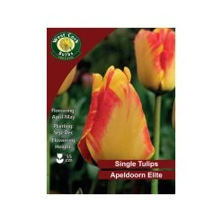 West Cork Bulbs Tulip Apeldoorn's Elite Flowers 35 Bulbs