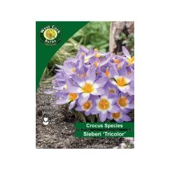 West Cork Bulbs Tricolour Crocus Sieberi Flowers 50 Bulbs