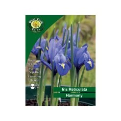 West Cork Bulbs Iris Reticulata Harmony Flowers 50 Bulbs