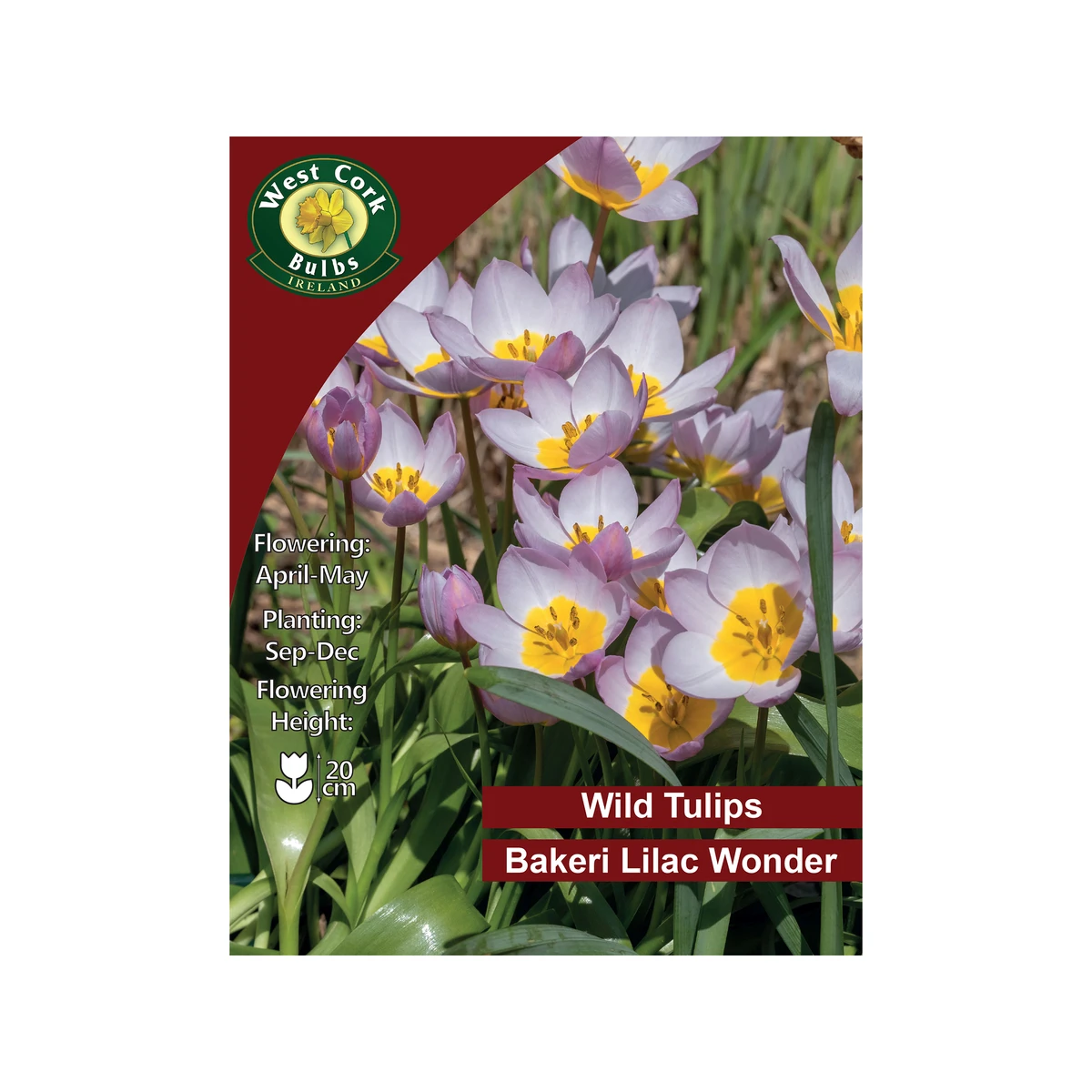 West Cork Bulbs Lilac Wonder Wild Tulips 35 Bulbs 1 West Cork Bulbs Lilac Wonder Wild Tulips 35 Bulbs