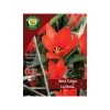 West Cork Bulbs Linifolia Wild Tulip 35 Bulbs