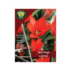 West Cork Bulbs Linifolia Wild Tulip 35 Bulbs